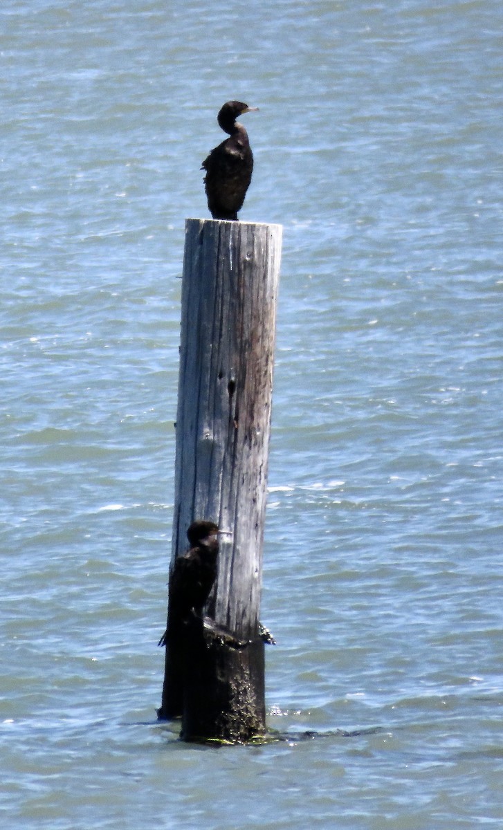 Double-crested Cormorant - ML638750534