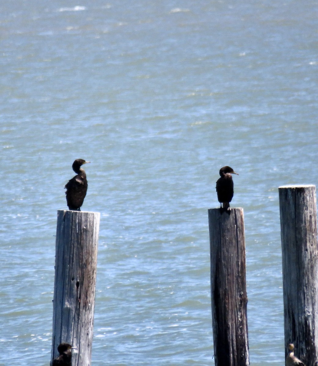 Double-crested Cormorant - ML638750553