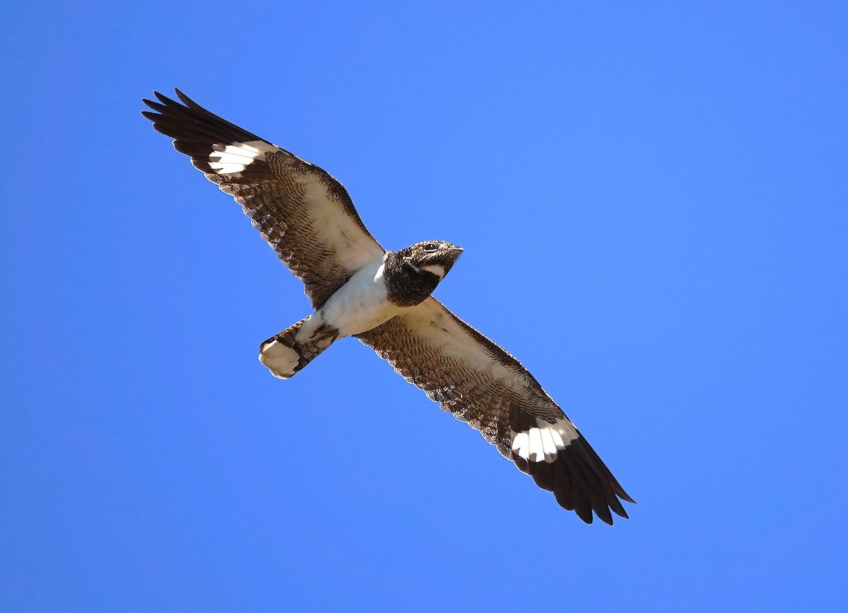 Nacunda Nighthawk - ML638750557