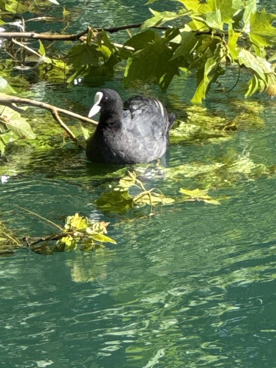 Eurasian Coot - ML638750559