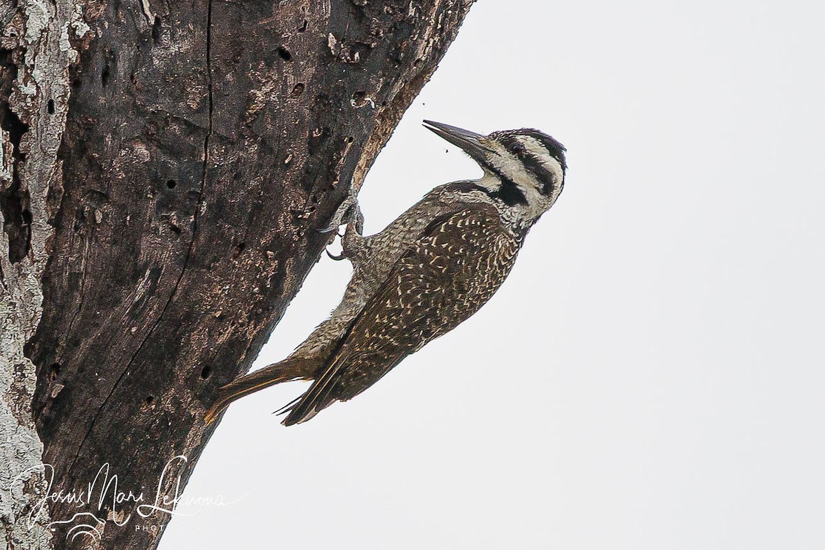 Bearded Woodpecker - ML638750573