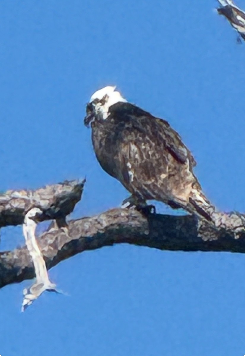 魚鷹 - ML638750585