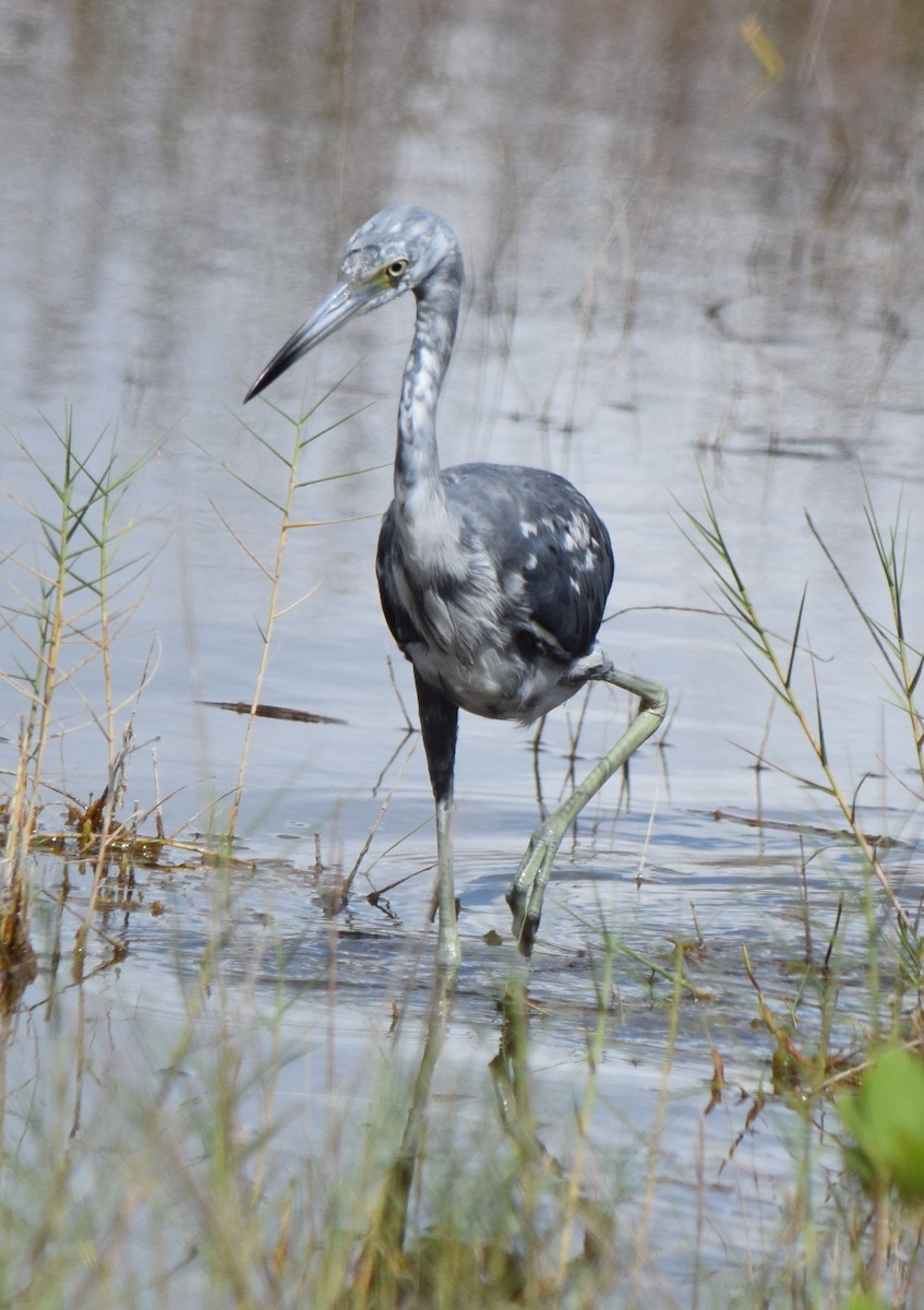 Little Blue Heron - ML638750592