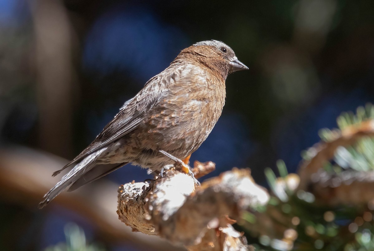 Gray-crowned Rosy-Finch - ML638750593