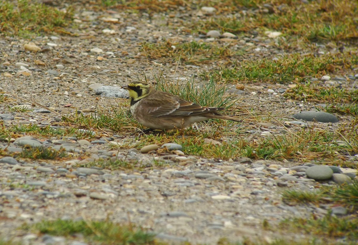 Horned Lark - ML638750600