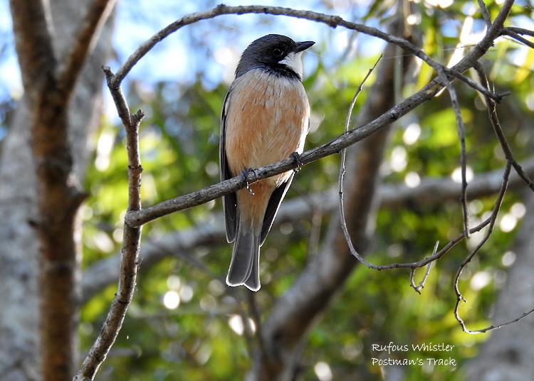 Rufous Whistler - ML63875061