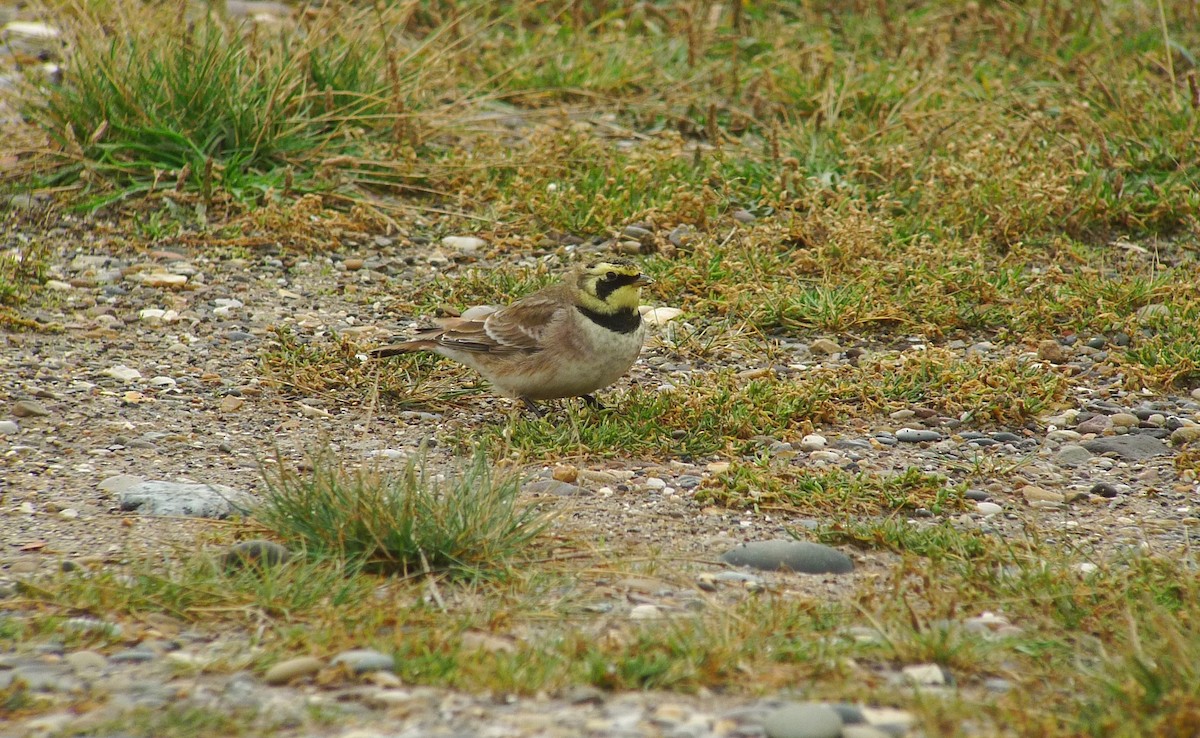 Horned Lark - ML638750611
