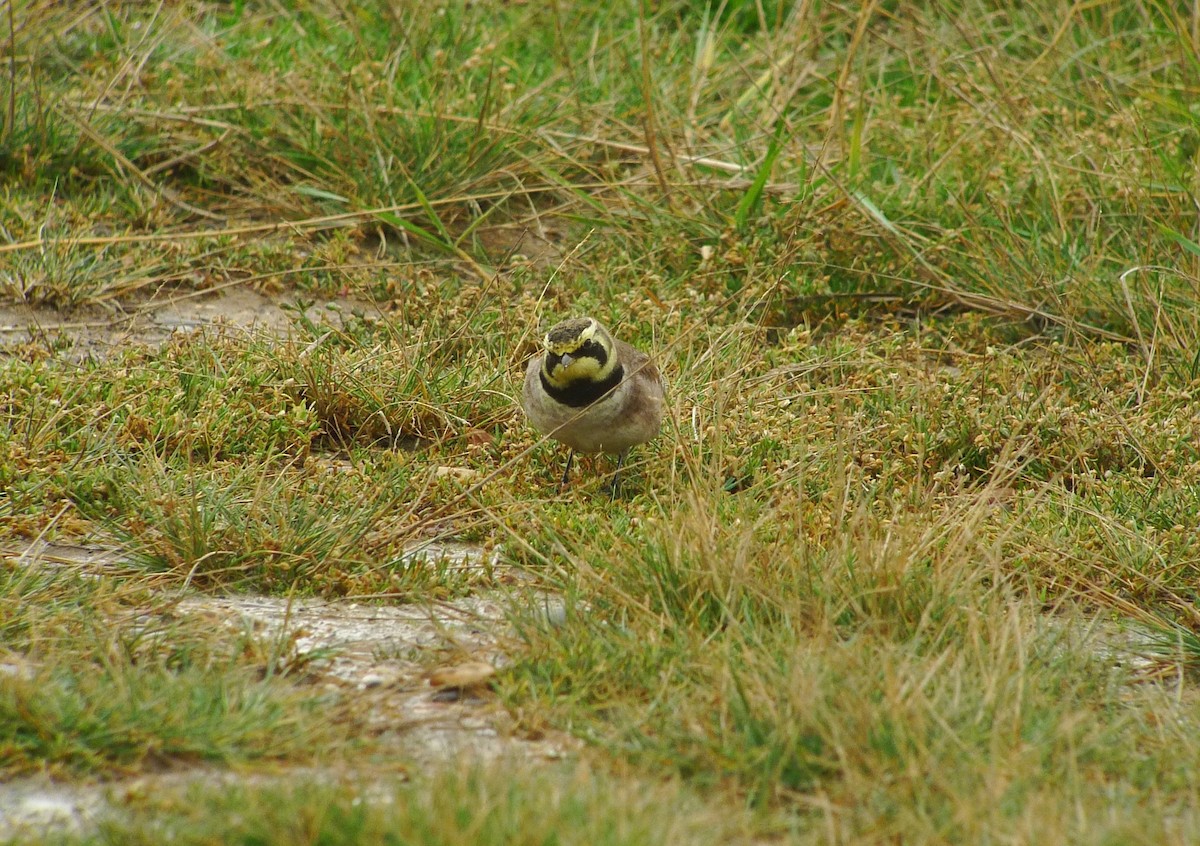 Horned Lark - ML638750613