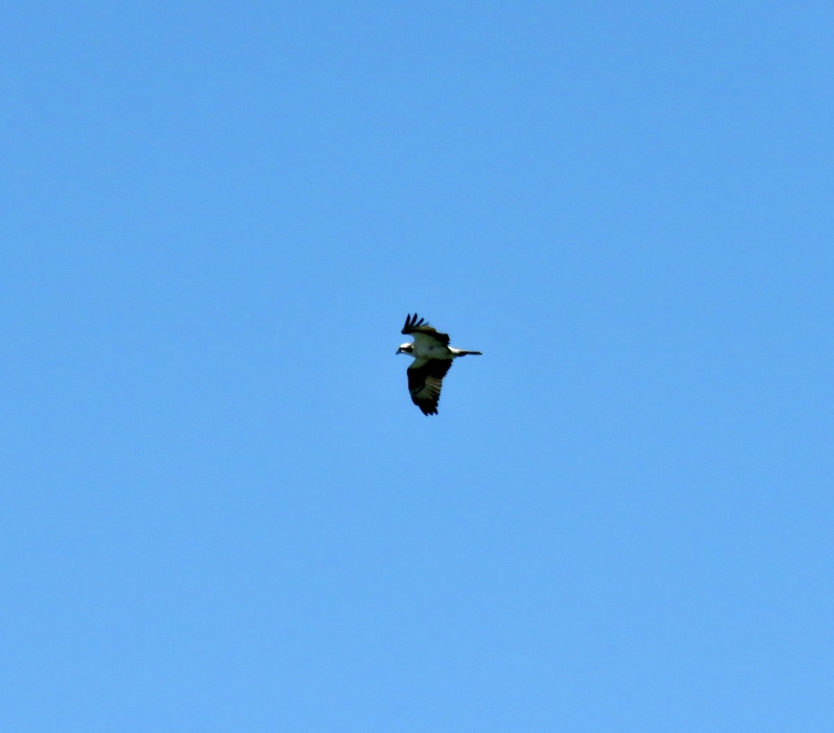魚鷹 - ML638750619