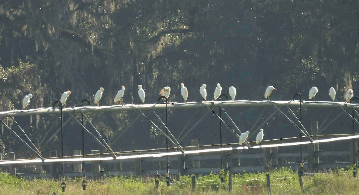 Western Cattle-Egret - ML638750621