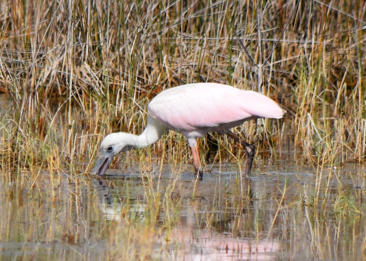 Roseate Spoonbill - ML638750626