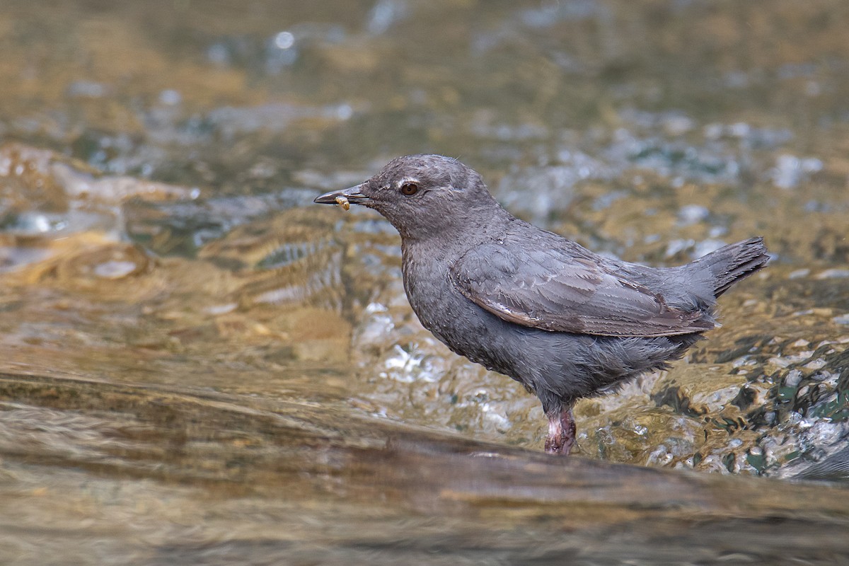 American Dipper - ML638750631