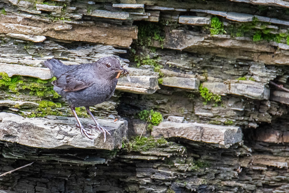 American Dipper - ML638750632