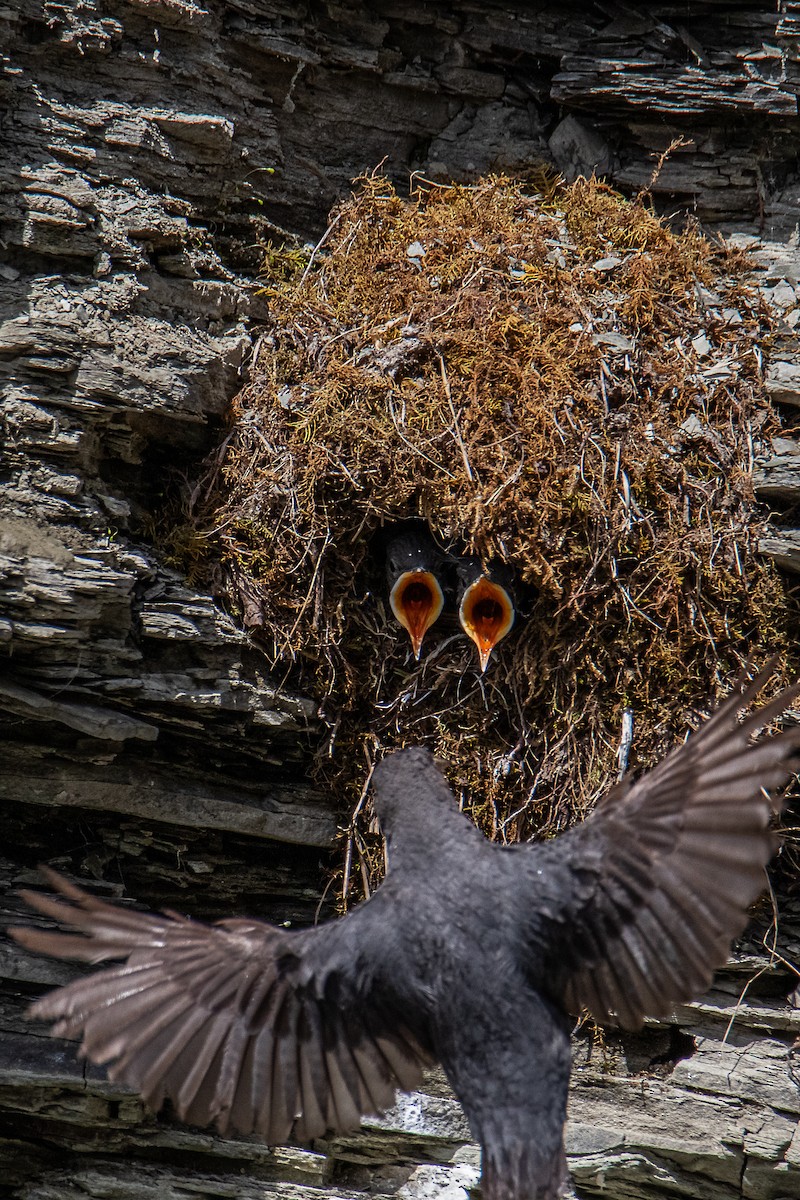 American Dipper - ML638750634