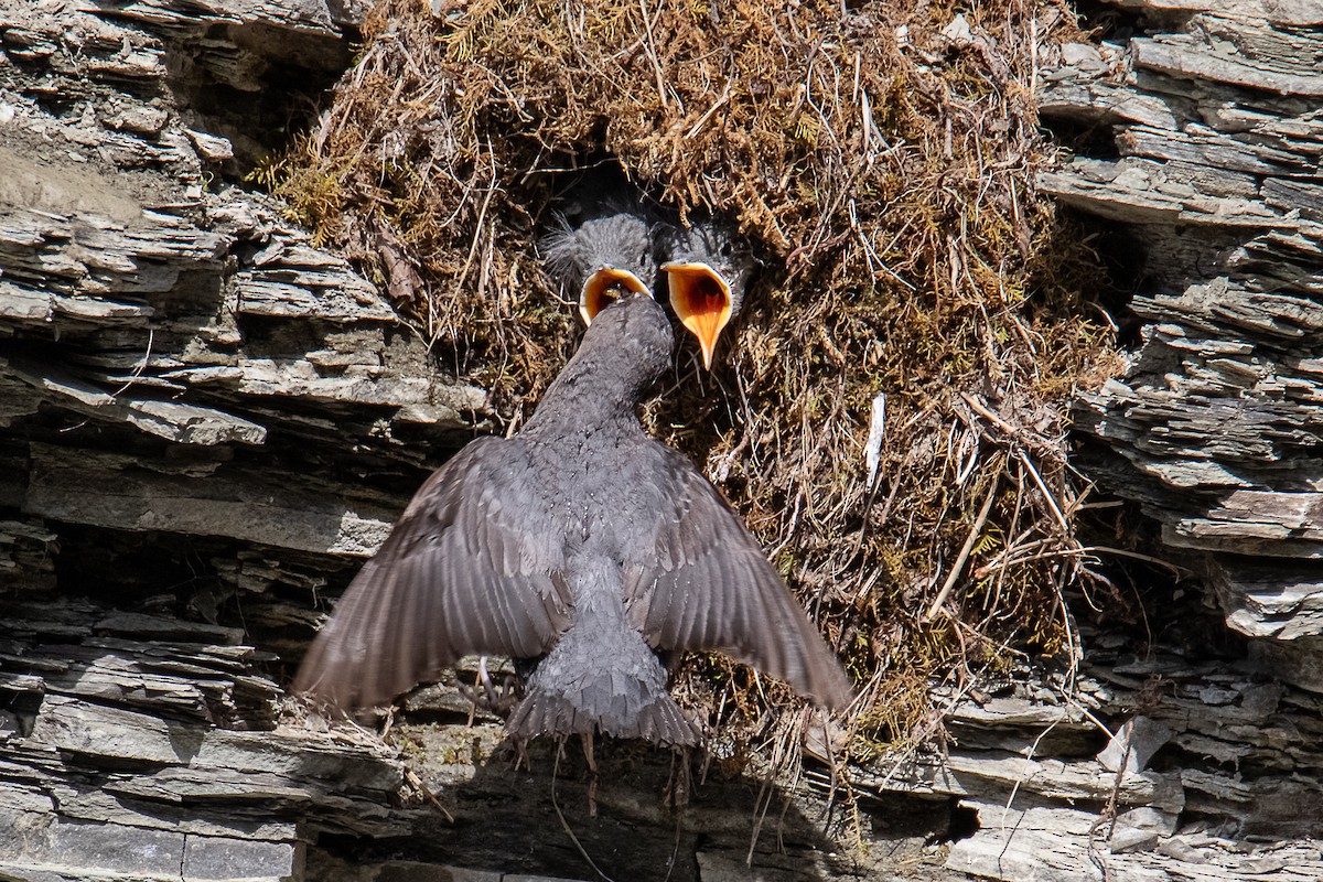 American Dipper - ML638750635