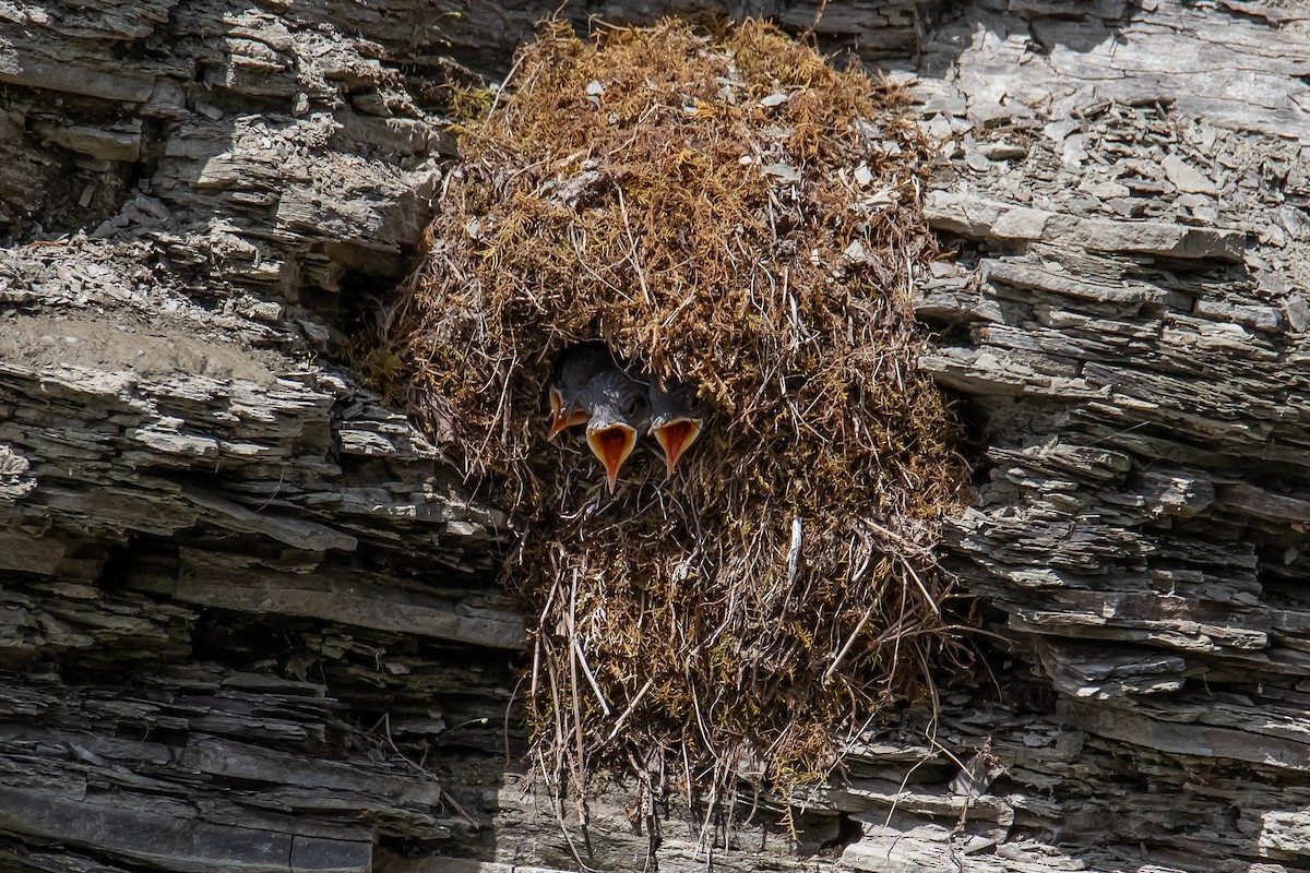 American Dipper - ML638750636