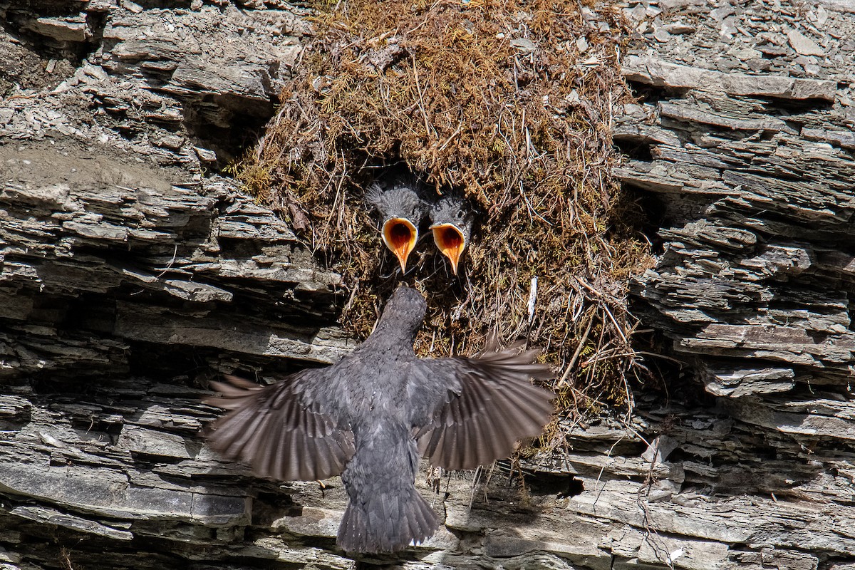 American Dipper - ML638750637