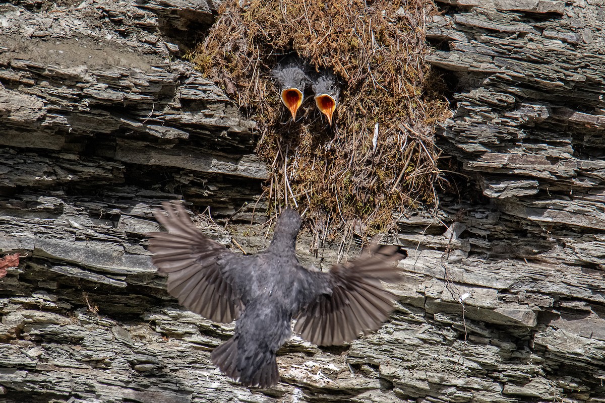 American Dipper - ML638750638