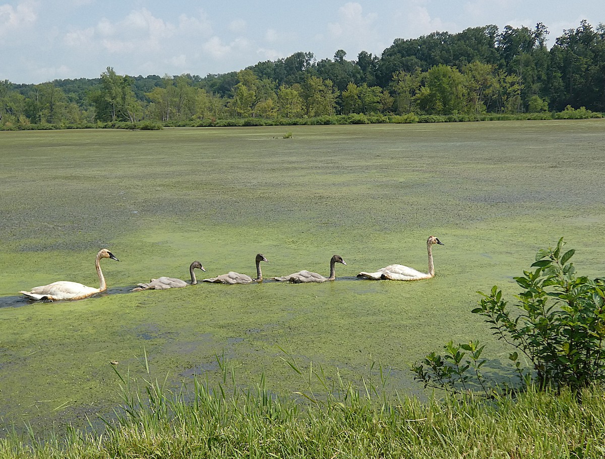 Trumpeter Swan - ML638750645