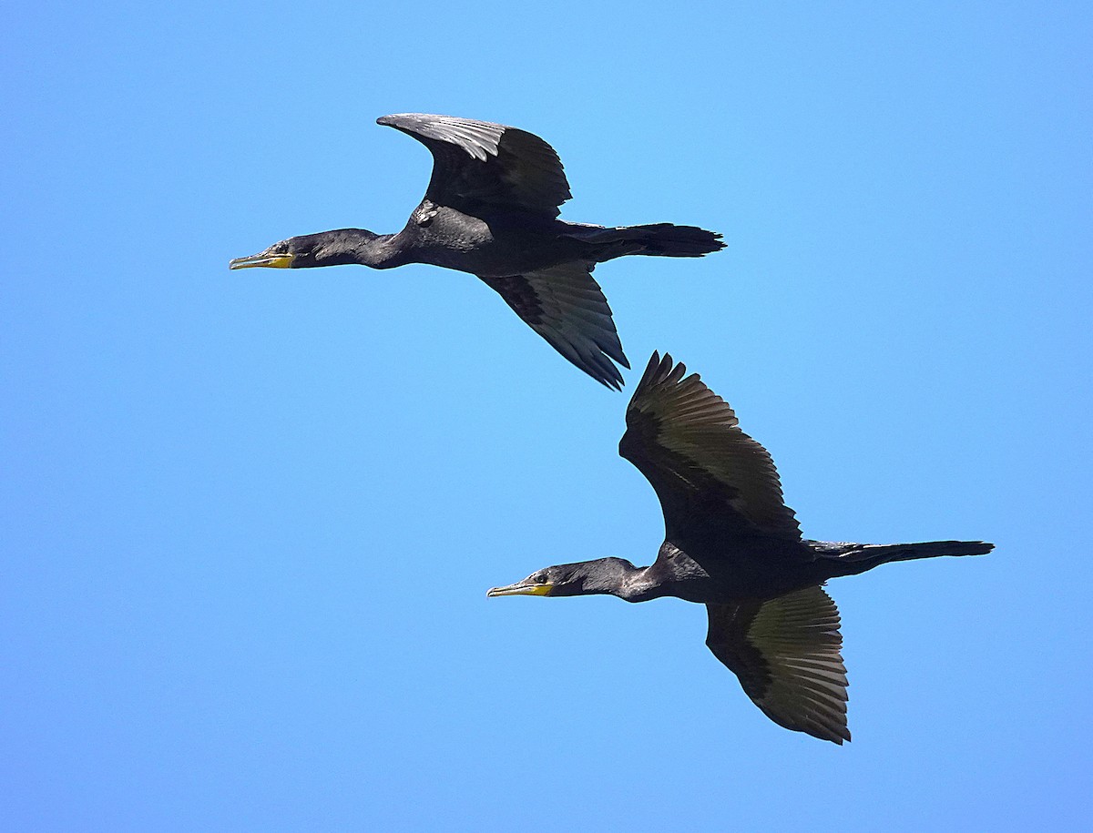 Neotropic Cormorant - ML638750654