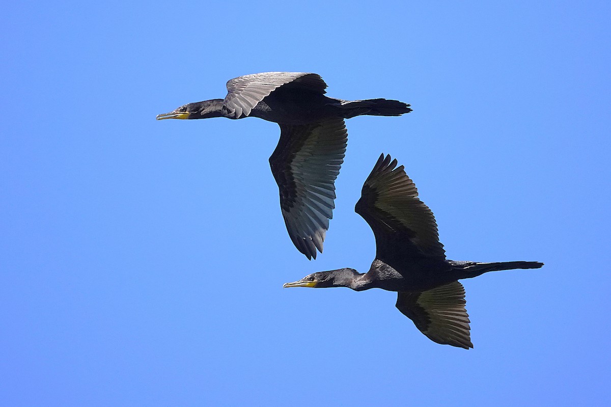 Neotropic Cormorant - ML638750656