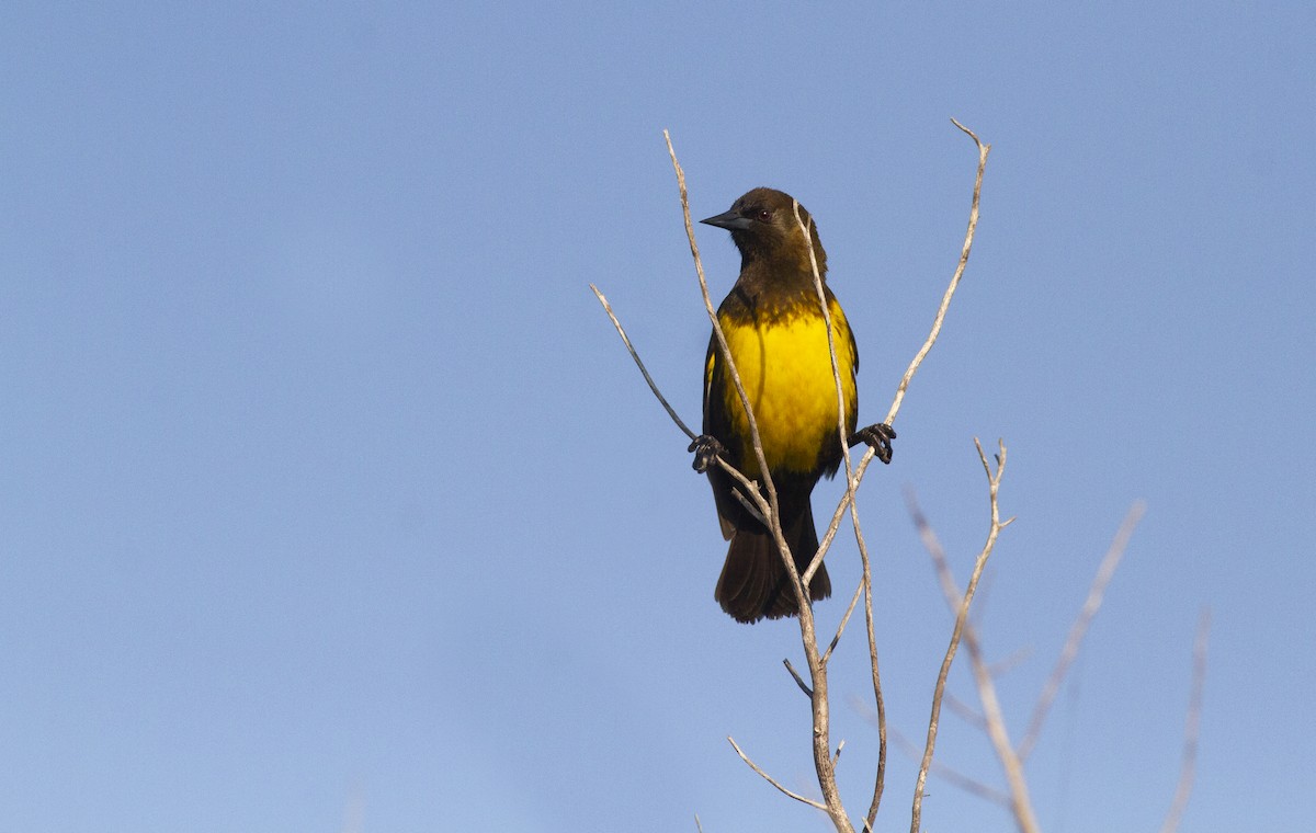 Brown-and-yellow Marshbird - ML638750673