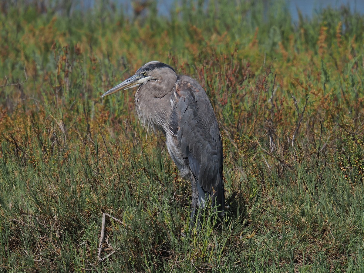 Great Blue Heron - ML638750708