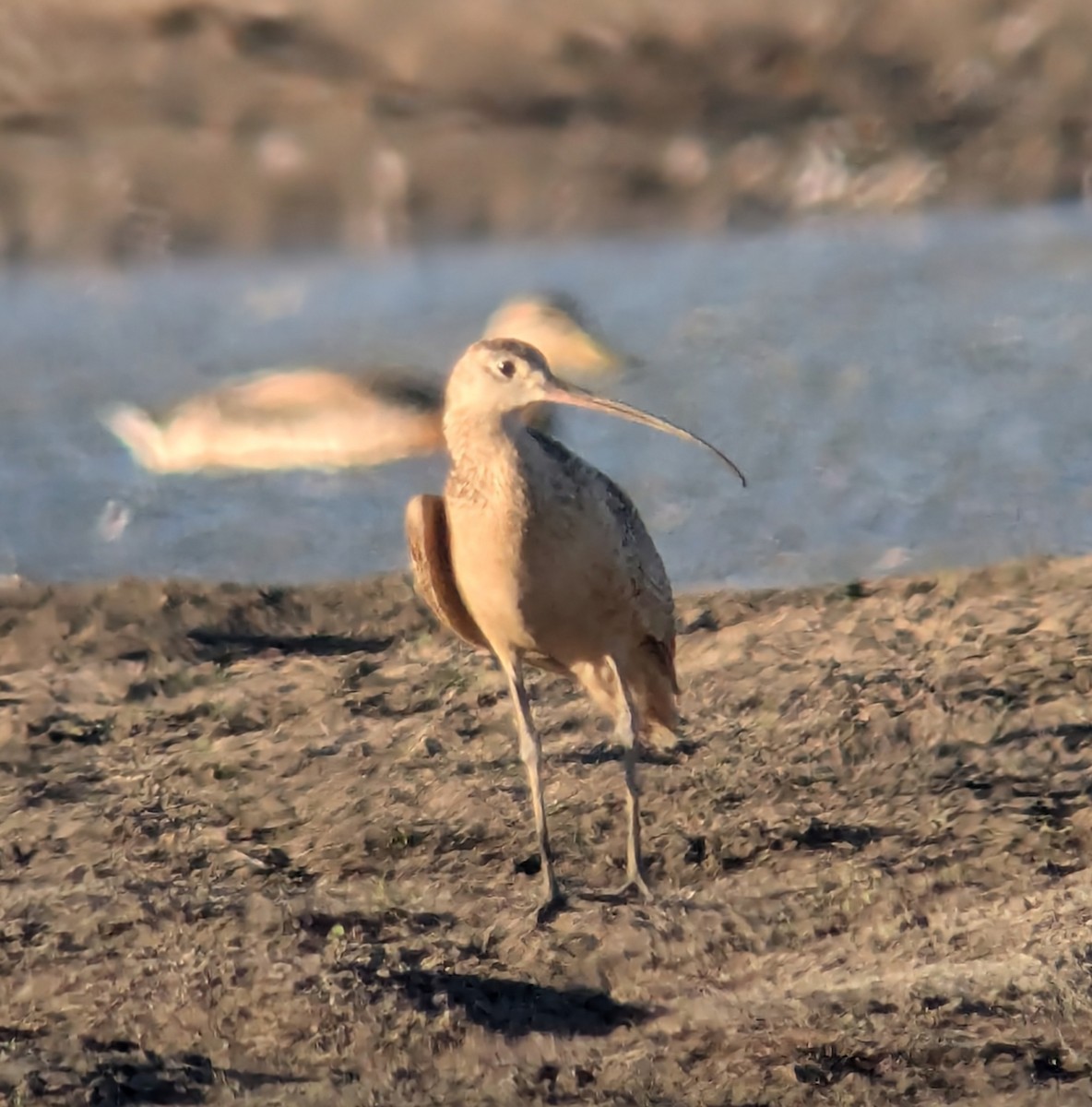 Long-billed Curlew - ML638750727