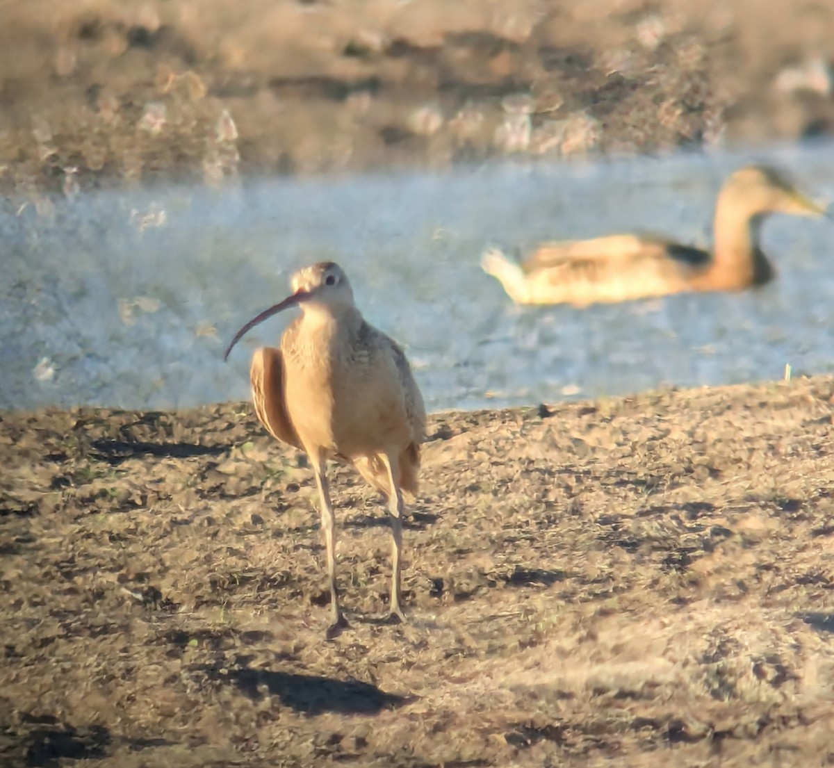 Long-billed Curlew - ML638750728