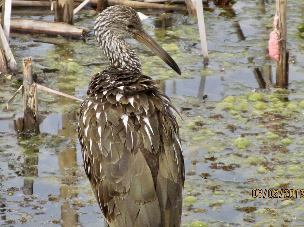 Limpkin - ML638750731
