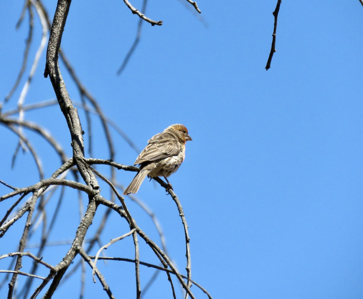 House Finch - ML638750751