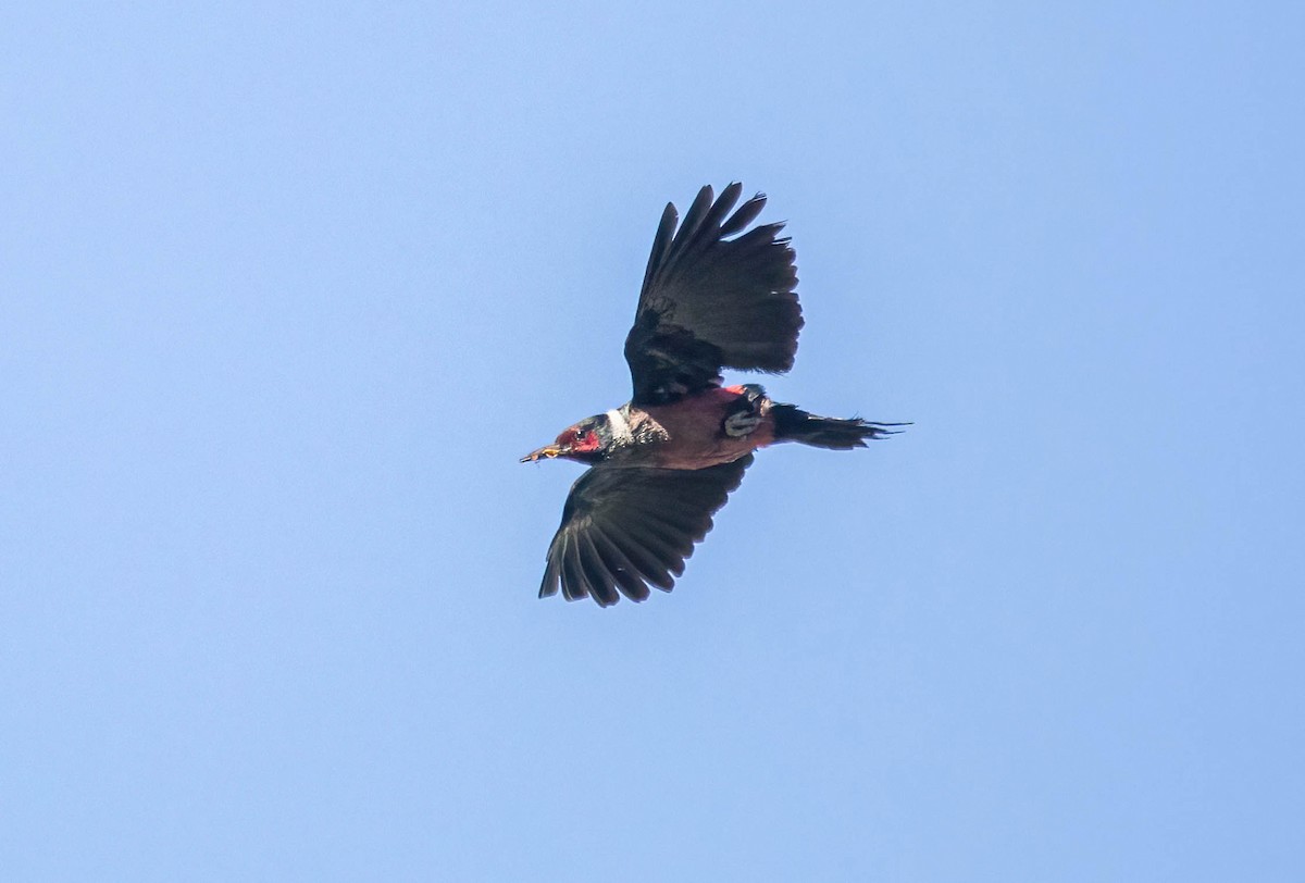 Lewis's Woodpecker - ML638750773