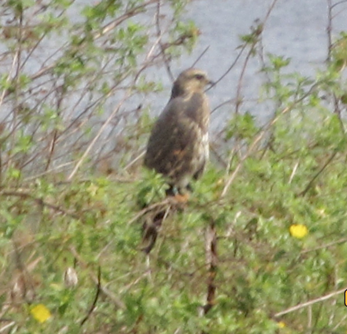 Snail Kite - ML638750782