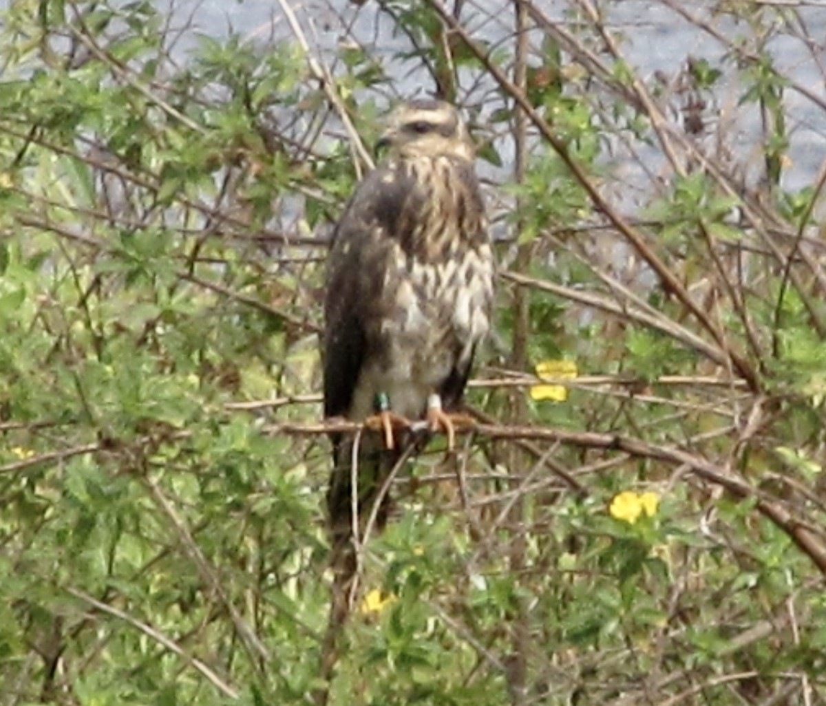 Snail Kite - ML638750783