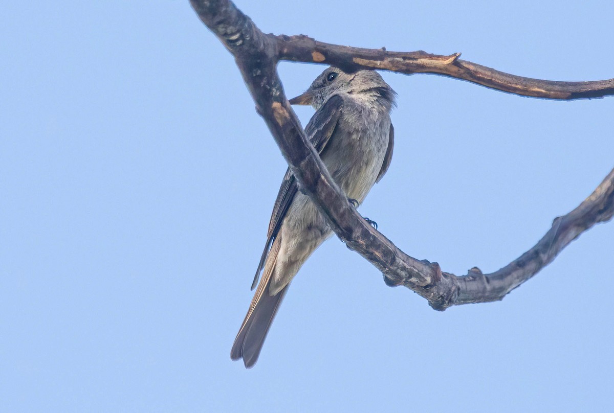 Western Wood-Pewee - ML638750785
