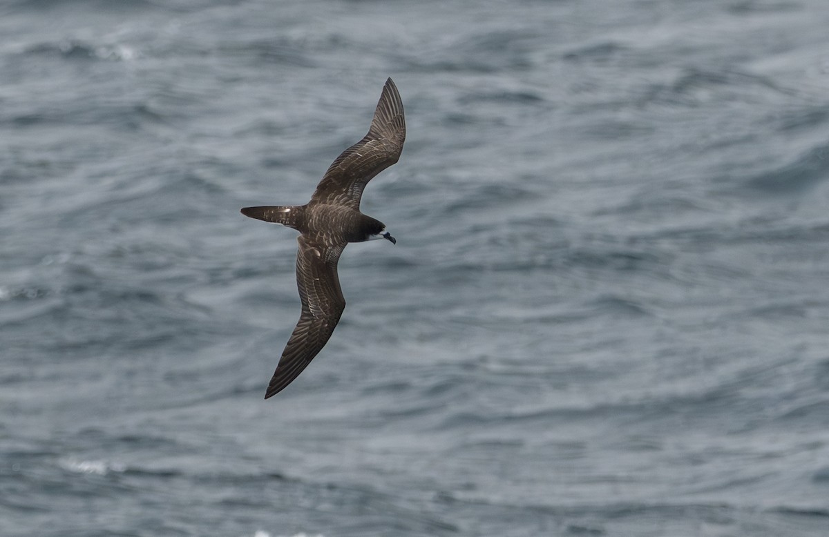 Galapagos Petrel - ML638750786
