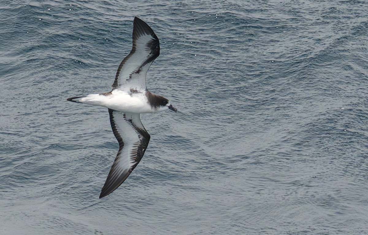 Galapagos Petrel - ML638750789