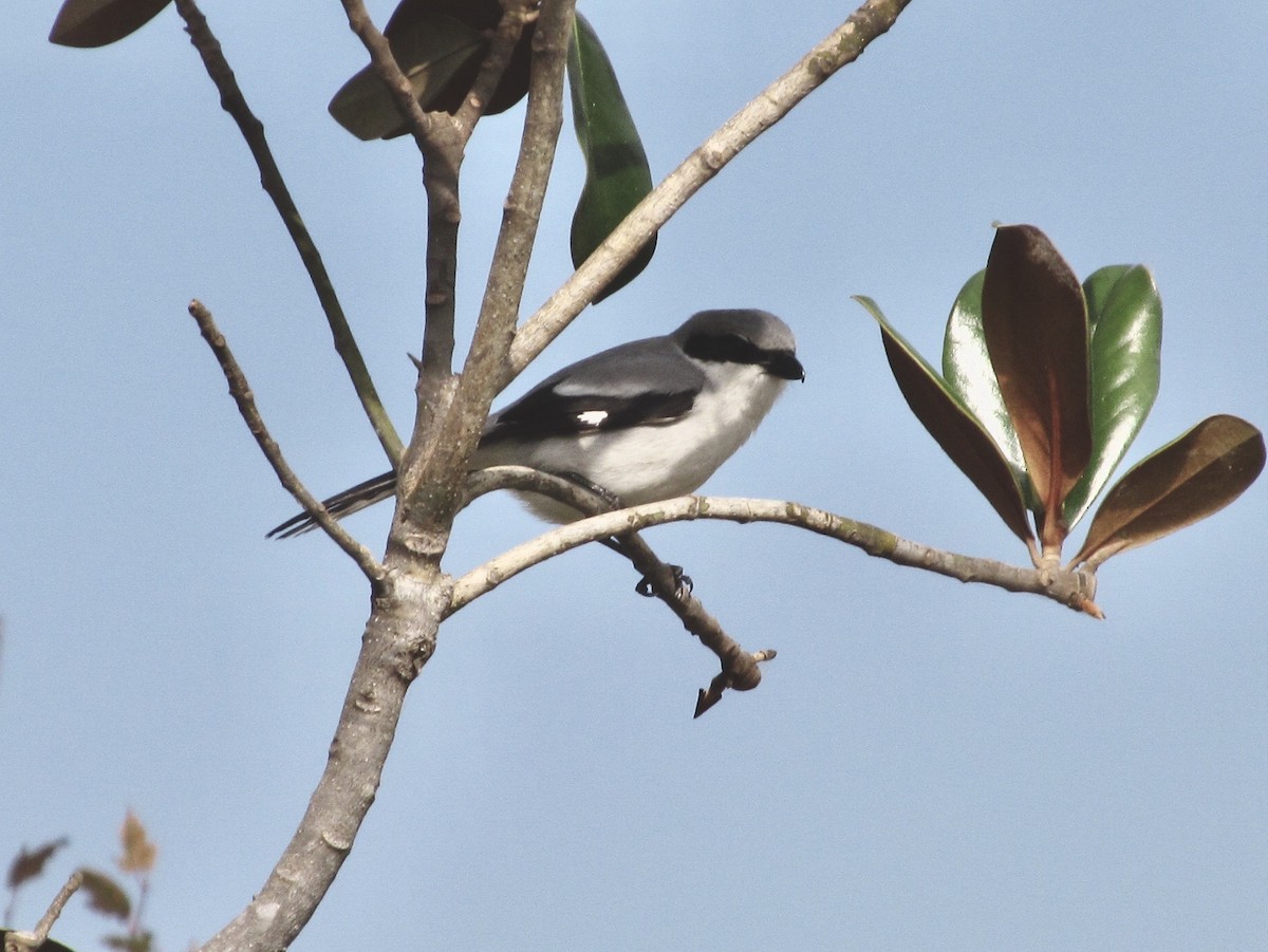 Loggerhead Shrike - ML638750792