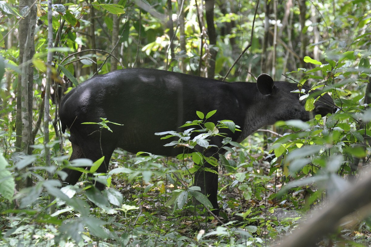 Baird's Tapir - ML638750801