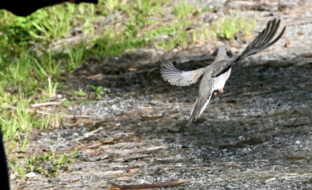 Mourning Dove - ML638750810