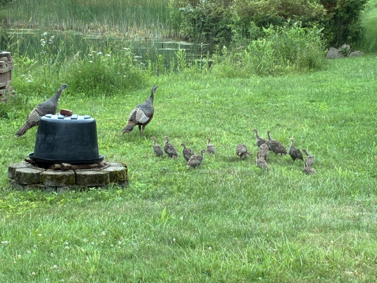 Wild Turkey - ML638750822