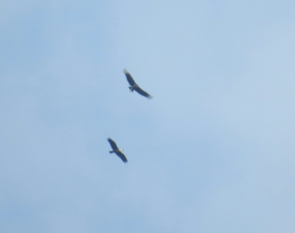 Black Vulture - ML638750839
