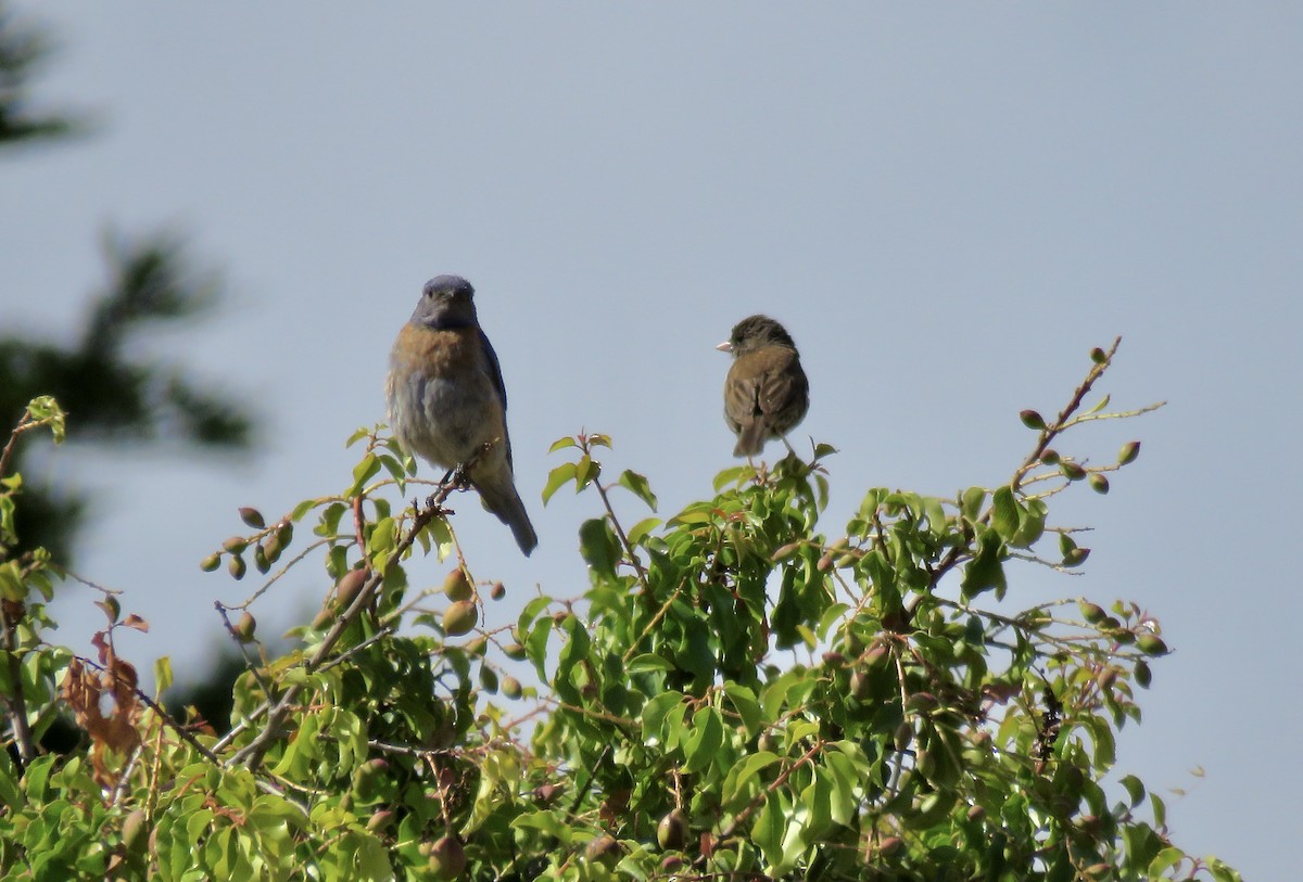 Dark-eyed Junco - ML638750840