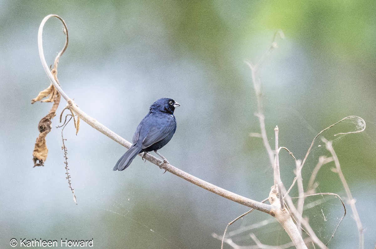 Blue-black Grassquit - ML638750841
