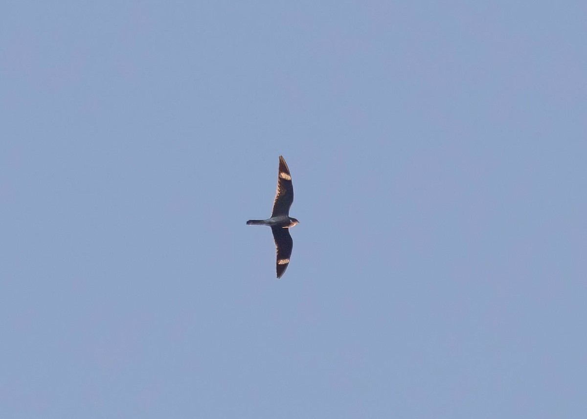 Common Nighthawk - ML638750842