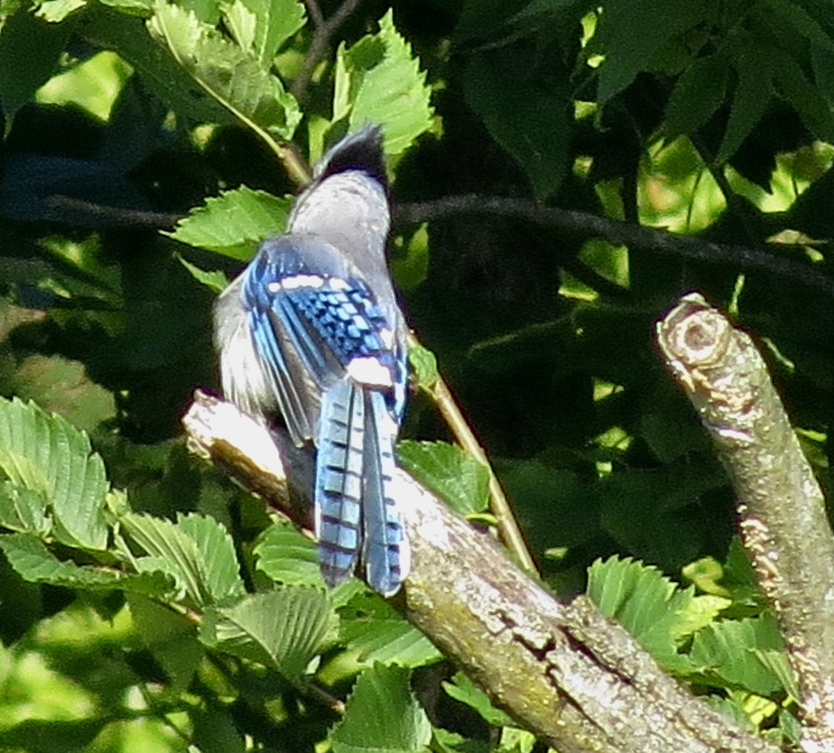 Blue Jay - ML638750843