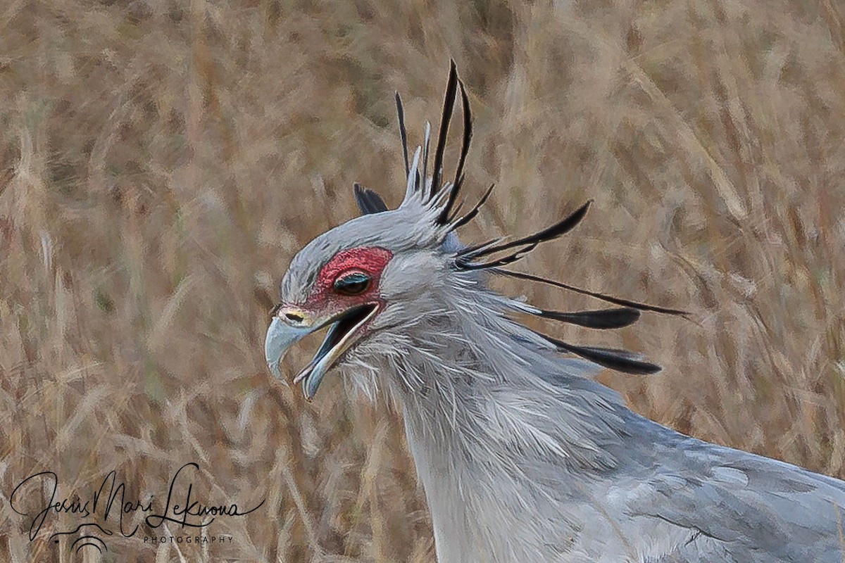 Secretarybird - ML638750844