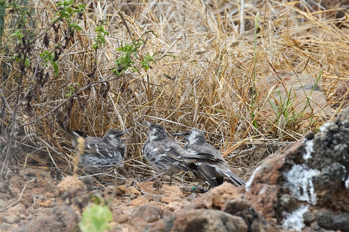 Floreana Mockingbird - ML638750848