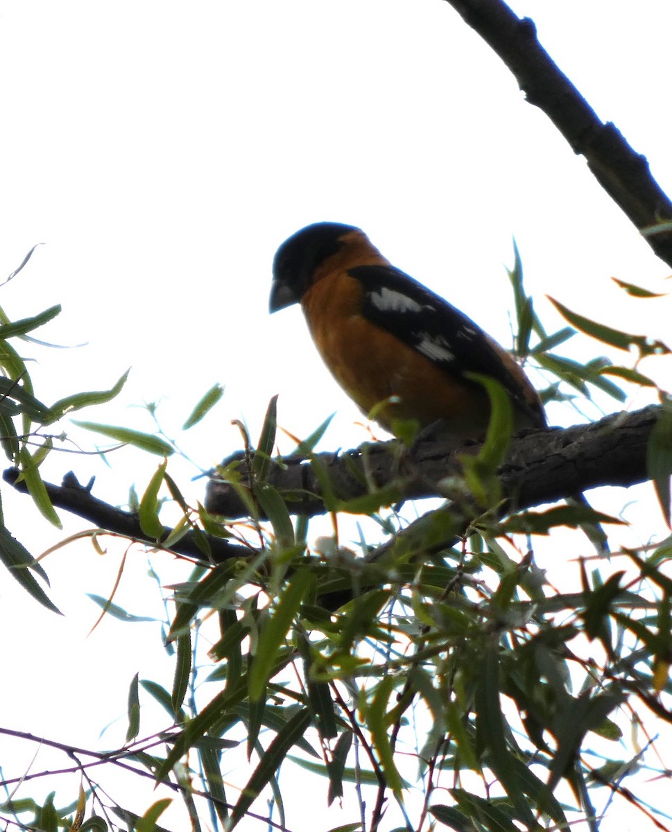 Black-headed Grosbeak - ML638750849