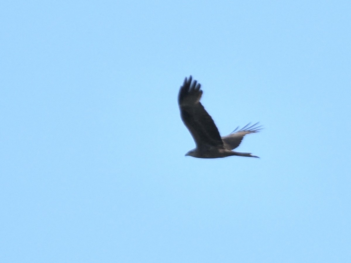 Black Kite - ML638750851